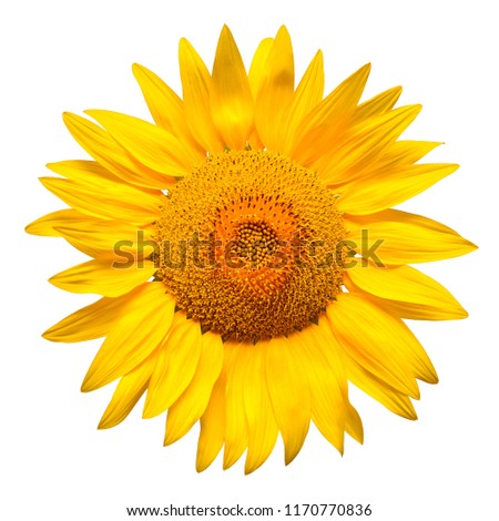 Macro flower of sunflower head isolated on white background. Seeds and oil. Flat lay, top view