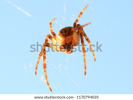 large predatory spider on the web in the air