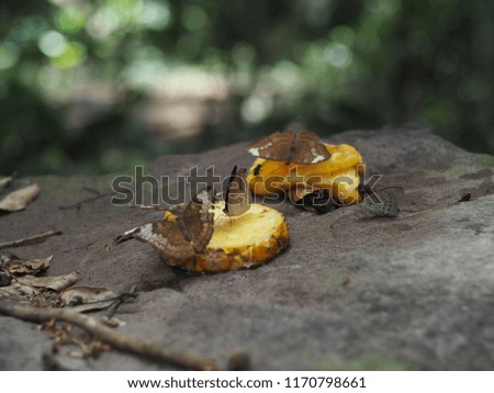 Butterfly is eating pineapple on rocks