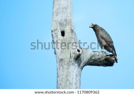 A crested serpent eagle perched on the top of dead tree