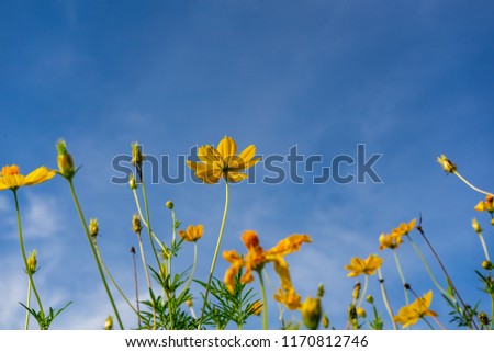 Yellow cosmos flowers on a blue background