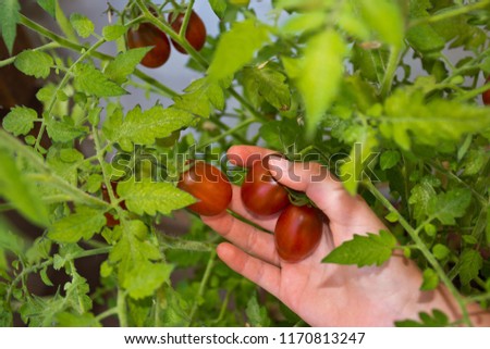 Colorful Black Plum cultivar tomatoes on the plant ready for harvest. A hand picks them from the shrub.