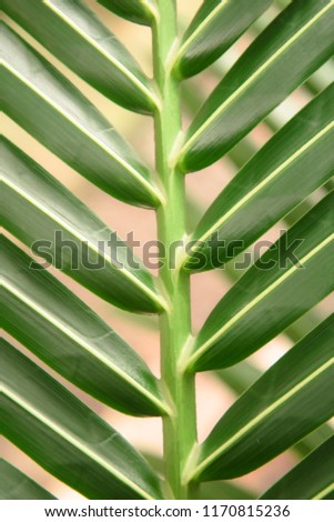 Leaves of coconut trees in summer, nature background concept.