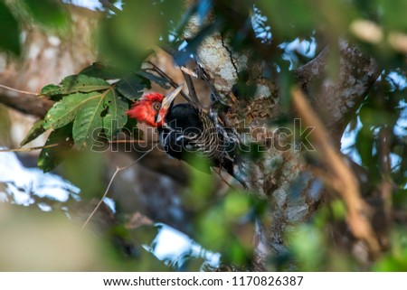 Crimson crested Woodpecker photographed in Corumba, Mato Grosso do Sul. Pantanal Biome. Picture made in 2017.