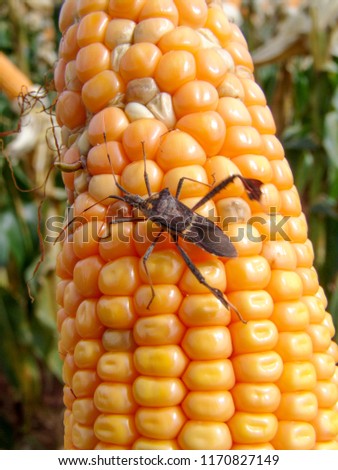 Badbug on top of an ear of corn