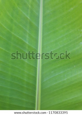 banana leaf for background