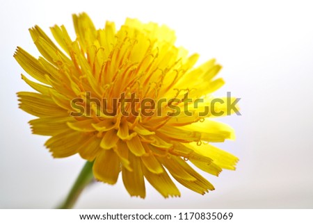 one Yellow daisy  flower on the white background