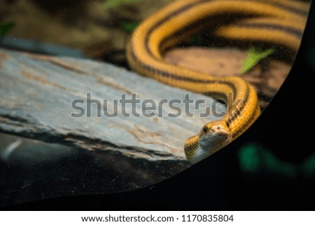 Yellow rat snake