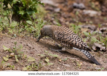 Northern Flicker (Colaptes auratus) is pecking in the ground.
