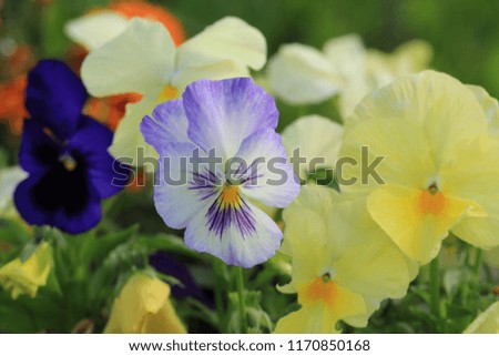 multicolored flowers pansies close-up. Sunny flowers