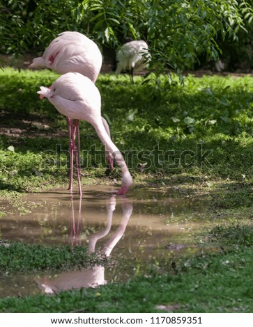 Greater flamingo's foraging in the water