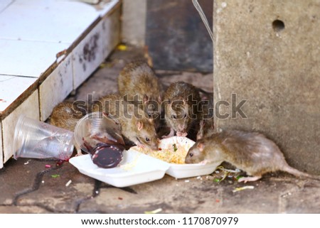 Dirty mice are eating debris next to each other on the wet floor and very foul smell. Selective focus.