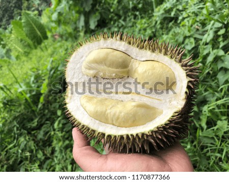 Fresh flash of Durian, king of tropical fruits.