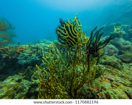 Pulau Seribu (Thousand Islands) Indonesia scuba diving 