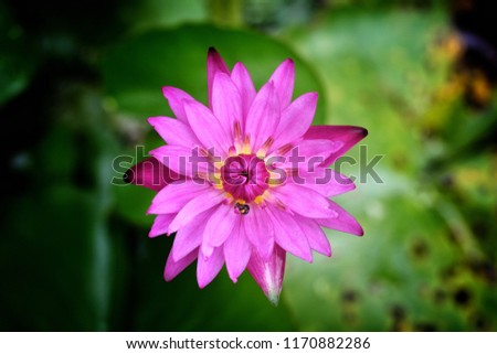 A picture of a beautiful pink lotus on a blurred water background,Selection focus only on some points in the image