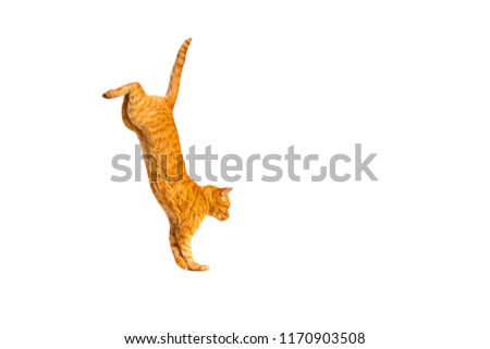 Ginger trained circus cat goes on its front legs, isolated on a white background.