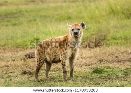 A spotted hyena in the Masai Mara savannahg, Kenya. The spotted hyena is also known as the laughing hyena