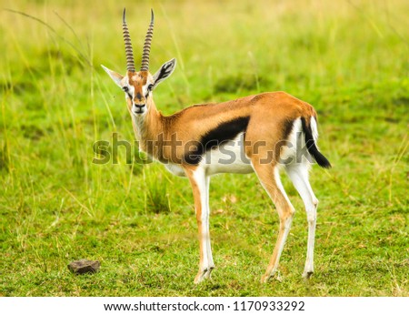 A  Thomson's gazelle bull. It is one of the best-known gazelles.  Royalty-Free Stock Photo #1170933292