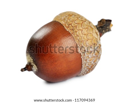 Acorn isolated on a white background, closeup Royalty-Free Stock Photo #117094369