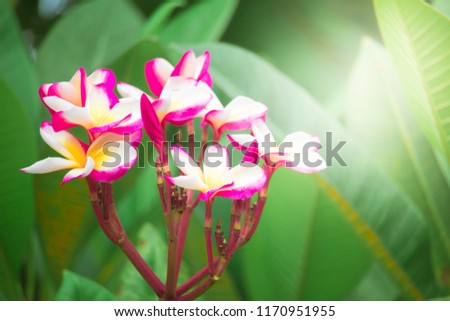 Pink Plumeria on tree in garden with leaf background, Beautiful blossom