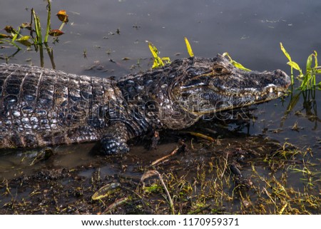 Yacare Caiman photographed in Corumba, Mato Grosso do Sul. Pantanal Biome. Picture made in 2017.