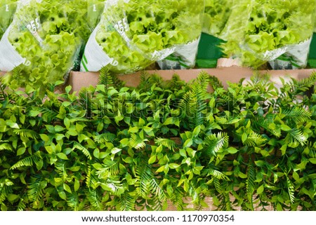 Closeup photo of fresh prepacked salad for healthy cooking Royalty-Free Stock Photo #1170970354