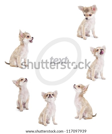cute chihuahua puppies placed around and looking at center of picture isolated on white background