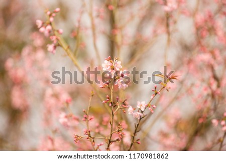japaness cherry blossom sakura beautiful pink flower