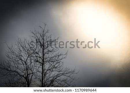 A leafless trees silhouette with creepy branches with dark sky in the background.