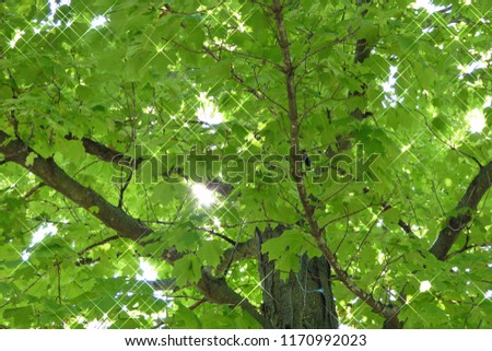 Sunlight through tree branches and leaves viewed through cross hair lens