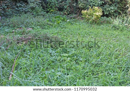 Abandoned, overgrown green garden with  ivy  Royalty-Free Stock Photo #1170995032