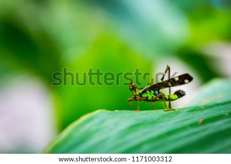 Grasshopper on green leaf with nature blur background. / Grasshopper on leave.