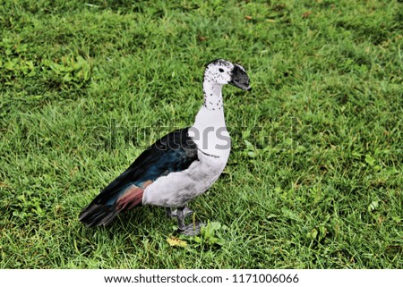 A picture of a South American Comb Duck