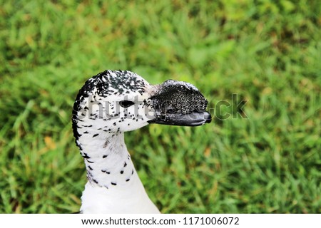 A picture of a South American Comb Duck