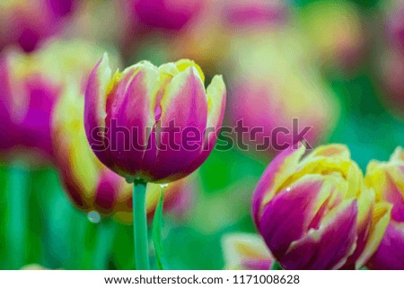 Beautiful Pink And Yellow Tulips Flowers In The Garden With Blur Background. / Spring tulips growing in a garden. ( Selective Focus )