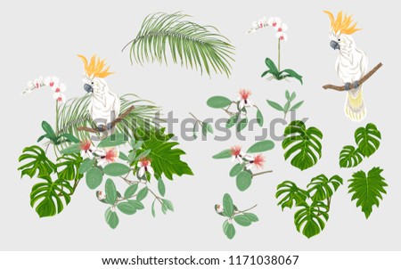 Set of elements for design with tropical plants, palm leaves, monsters, orchids and cockatoo parrot.  Colored vector illustration.

