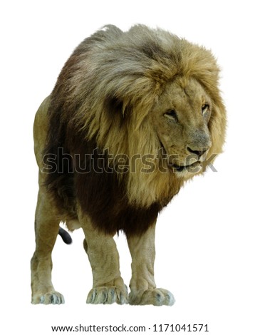 African lion. Isolated on white.
