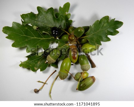acorns and green leaves of the oak tree, a sing of the fall