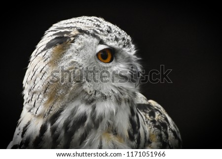 Strix uralensis, the Ural Owl isolated on the black background