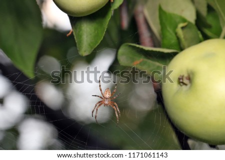 Spider moves on its light transparent web, waiting for prey in his web or engaged in repair.
