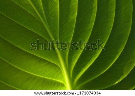 enlightened veins of lily leaves