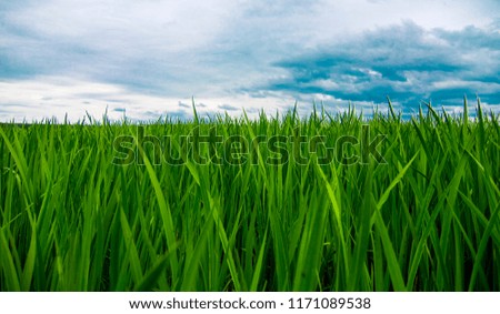 Tall green grass and blue sky. Landscape.