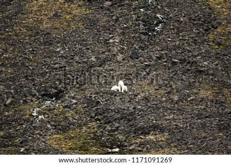 Polar Bears on Franz Joseph Land. Female with sucker-cub on island NORTHBROOK. Against background of stony scree after thawing of permafrost, cold stone desert, khor
