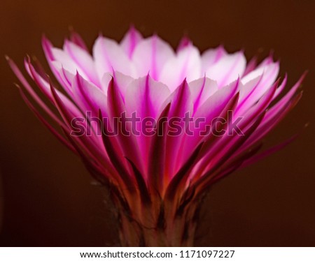 Pink cactus flower blossom glow
