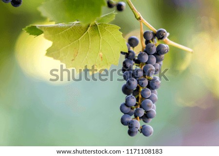 Close-up picture of vine branch with green leaves and dark blue ripe grape cluster lit by bright sun on blurred colorful light white blue yellow copy space background. Agriculture and wine making.