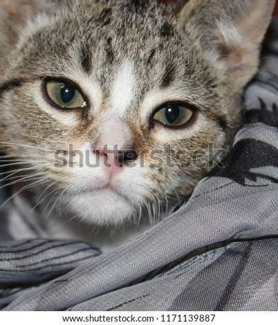 An adorable close-up photograph of a kitten blanketed in a scarf in Brisbane, Australia.