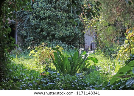 Abandoned, overgrown green garden with  ivy  Royalty-Free Stock Photo #1171148341