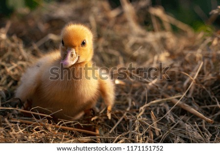 A small duck sits on a hay nest