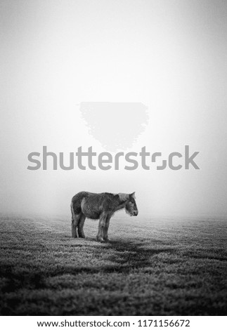 Single pony horse, somewhat lonely, in the cold winter snow (black and white edit)