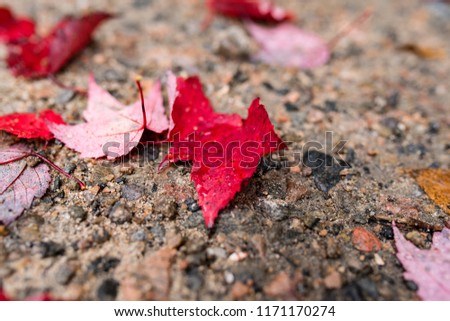 It is a picture of fall colors(red maple) taken in Canada. 